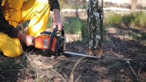 How Our Tree Care Process Works  in  Fox Farm College, WY