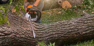 Best Tree and Shrub Care  in Fox Farm College, WY