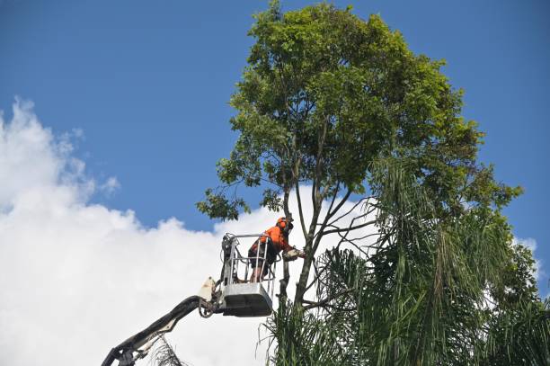 Fox Farm College, WY Tree Care Company