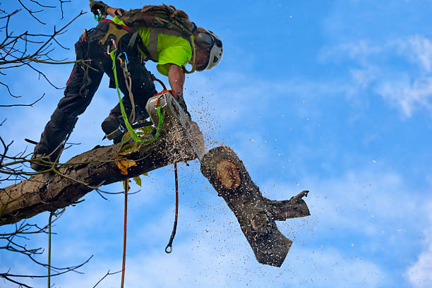 Best Tree Disease Treatment  in Fox Farm College, WY