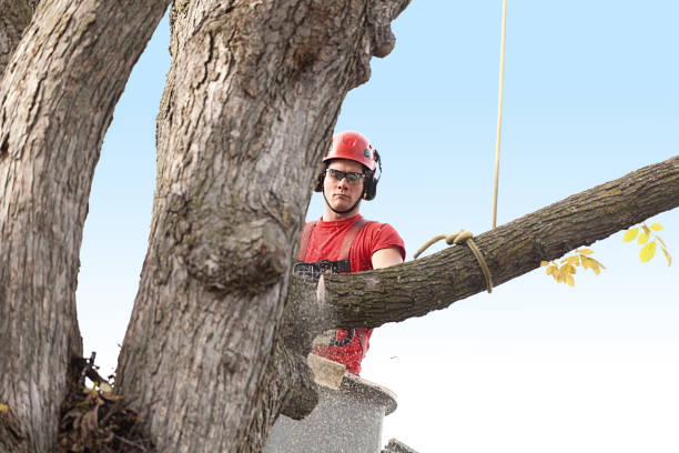 Best Palm Tree Trimming  in Fox Farm College, WY